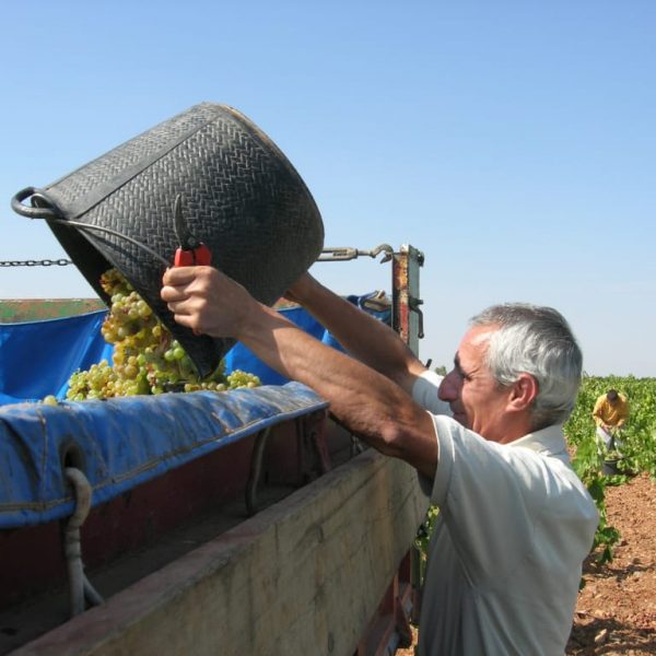 Vendimia 2017 en los viñedos de Bodegas Paniza