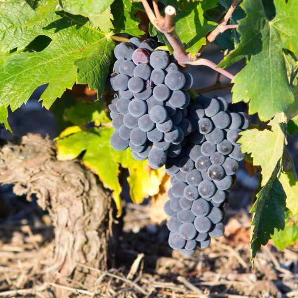 Vino de Garnacha, la variedad de uva de moda